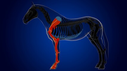 Forelimb bones of bone horse skeleton anatomy for medical concept 3D Illustration - obrazy, fototapety, plakaty