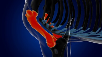 humerus bone horse skeleton anatomy for medical concept 3D Illustration - obrazy, fototapety, plakaty
