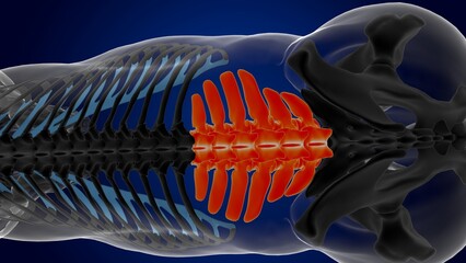 lumbar vertebrae horse skeleton anatomy for medical concept 3D Illustration - obrazy, fototapety, plakaty