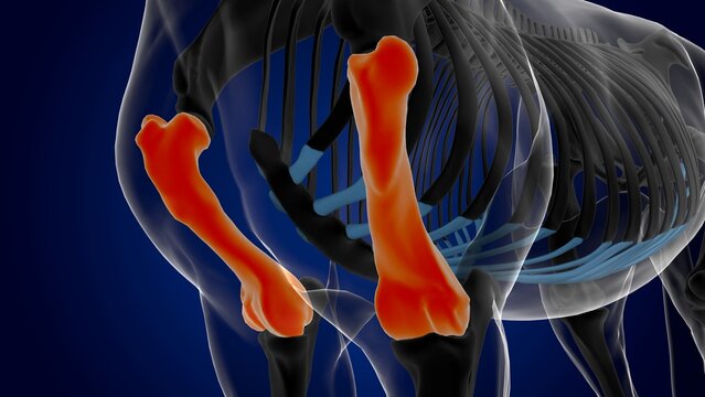humerus bone horse skeleton anatomy for medical concept 3D Illustration
