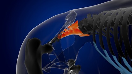 sacral vertebrae bone horse skeleton anatomy for medical concept 3D Illustration - obrazy, fototapety, plakaty