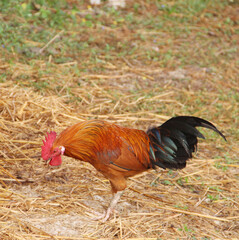 colorful red rooster on the farm with the tuft of feathers on San Juan street 