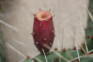 Opuncja kolczasta opuntia kaktus