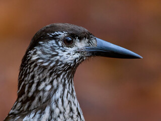 Spotted nutcracker (Nucifraga caryocatactes macrorhynchus)
