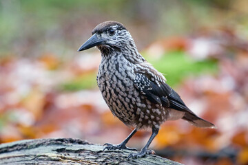 Spotted nutcracker (Nucifraga caryocatactes macrorhynchus)