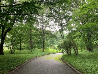 Fototapeta na wymiar Beautiful shot of a walking trail through a green park in Japan