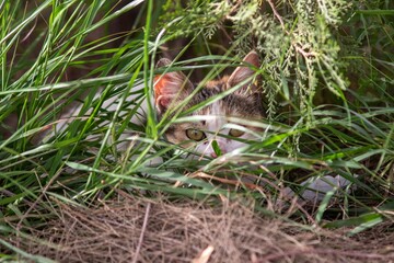 Obraz premium A beautiful small cat standing among green plants