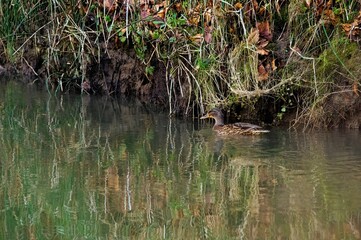 Cute Mallard duck (Anas platyrhynchos) swimming in a pond