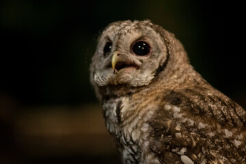 Baby tawny owl. Cria de cárabo común.

