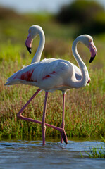 Flamingo in the water. Cigueña.