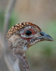 Close up of a pheasant. Primer plano de un faisán.