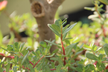 Green tree isolated.