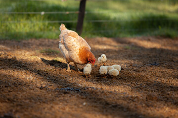 gallina en la granja con sus polluelos