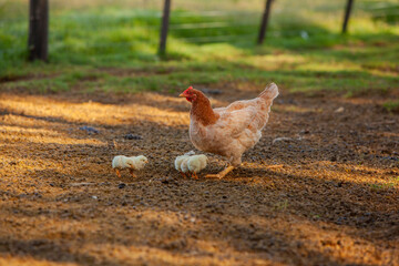 gallina en la granja con sus polluelos
