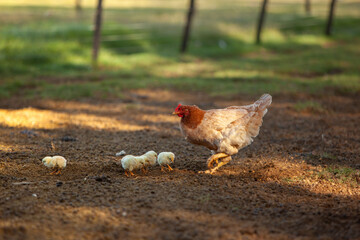 gallina en la granja con sus polluelos