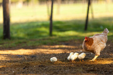 gallina en la granja con sus polluelos