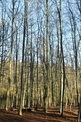 Fototapeta premium Jeunes hêtres au troncs très élancés dans la forêt de Soignes en fin d'automne à Groenendael au sud-est de Bruxelles