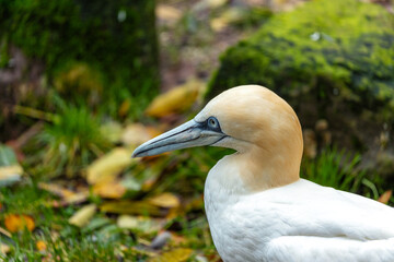 Morus bassanus, Gannet, spotted off the coast of Dublin, Ireland