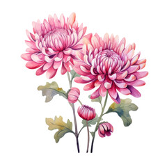 Purple Pink Chrysanthemum Flower Botanical Watercolor Painting Illustration