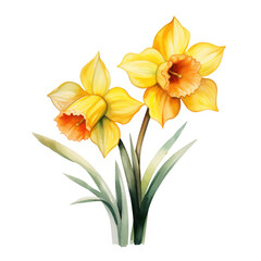 Fototapeta premium Bright Yellow Daffodil Flower Botanical Watercolor Painting Illustration