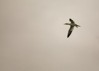 Morus bassanus, Gannet, spotted off the coast of Dublin, Ireland