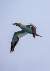 Morus bassanus, Gannet, spotted off the coast of Dublin, Ireland
