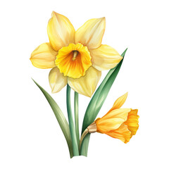Fototapeta na wymiar Yellow Daffodil Flower Botanical Watercolor Painting Illustration