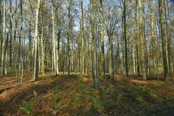 Fototapeta premium Jeunes hêtres au troncs très élancés dans la forêt de Soignes en fin d'automne à Groenendael au sud-est de Bruxelles