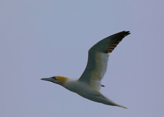 Morus bassanus, Gannet, spotted off the coast of Dublin, Ireland
