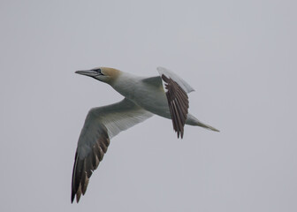 Morus bassanus, Gannet, spotted off the coast of Dublin, Ireland