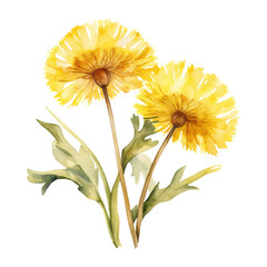 Yellow Dandelion Flower Botanical Watercolor Painting Illustration