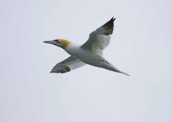 Morus bassanus, Gannet, spotted off the coast of Dublin, Ireland