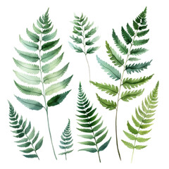 Obraz premium Green Leaves Botanical Watercolor Painting Illustration