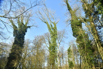 Lierres entourant les arbres morts à l'arboretum de Groenendael 