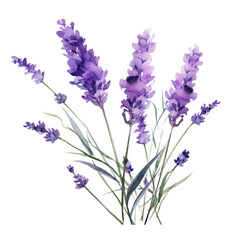Blue Purple Lavender Flower Botanical Watercolor Painting Illustration