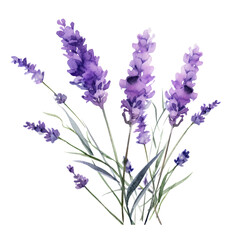 Naklejka premium Blue Purple Lavender Flower Botanical Watercolor Painting Illustration