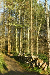 Dépôt de bûches le long d'un chemin au pied des jeunes hêtres de la forêt de Soignes à Groenendael au sud-est de Bruxelles 