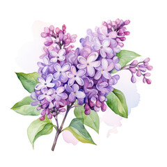 Purple Lilac Flower Botanical Watercolor Painting Illustration