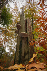 Vertical closeup on a tinder fungus,  Fomes fomentarius on a dead beech tree - obrazy, fototapety, plakaty