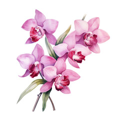 Fototapeta na wymiar Magenta Orchid Flower Botanical Watercolor Painting Illustration