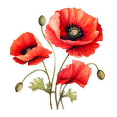 Red Poppy Flower blooming ,illustration watercolor , Flower watercolor poppies have become a symbol of remembrance of soldiers who have died during wartime.