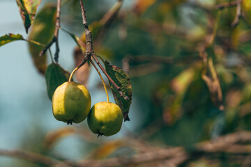 Organic apples in orchard in summer morning