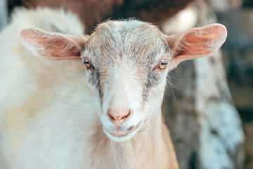 Kid goat in pen on dairy farm