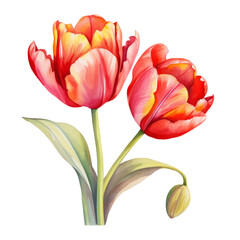 Obraz premium Pink Red Tulip Flower Botanical Watercolor Painting Illustration
