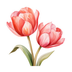 Pink Tulip Flower Botanical Watercolor Painting Illustration