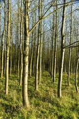 Naklejka premium Jeunes hêtres au tronc très élancé dans la forêt de Soignes à Groenendael au sud-est de Bruxelles 
