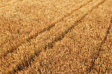 Aerial shot of ripe wheat plantation field in summer, harvest ready cereal crops from drone pov