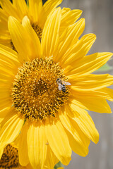 Bee on a sunflower flower pollinating