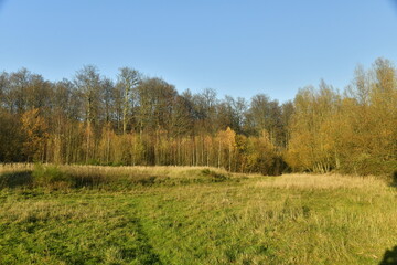 Obraz premium Végétation à la fin de l'automne dans l'une des clairières de la forêt de Soignes à Groenendael au sud)est de Bruxelles 
