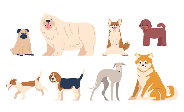 Pug, Shiba, Inu Or Komondor, Corgi, Jack Russel With Puddle And Beagle Dogs Isolated On White Background, Vector Set
